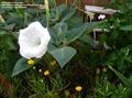 thorn apple